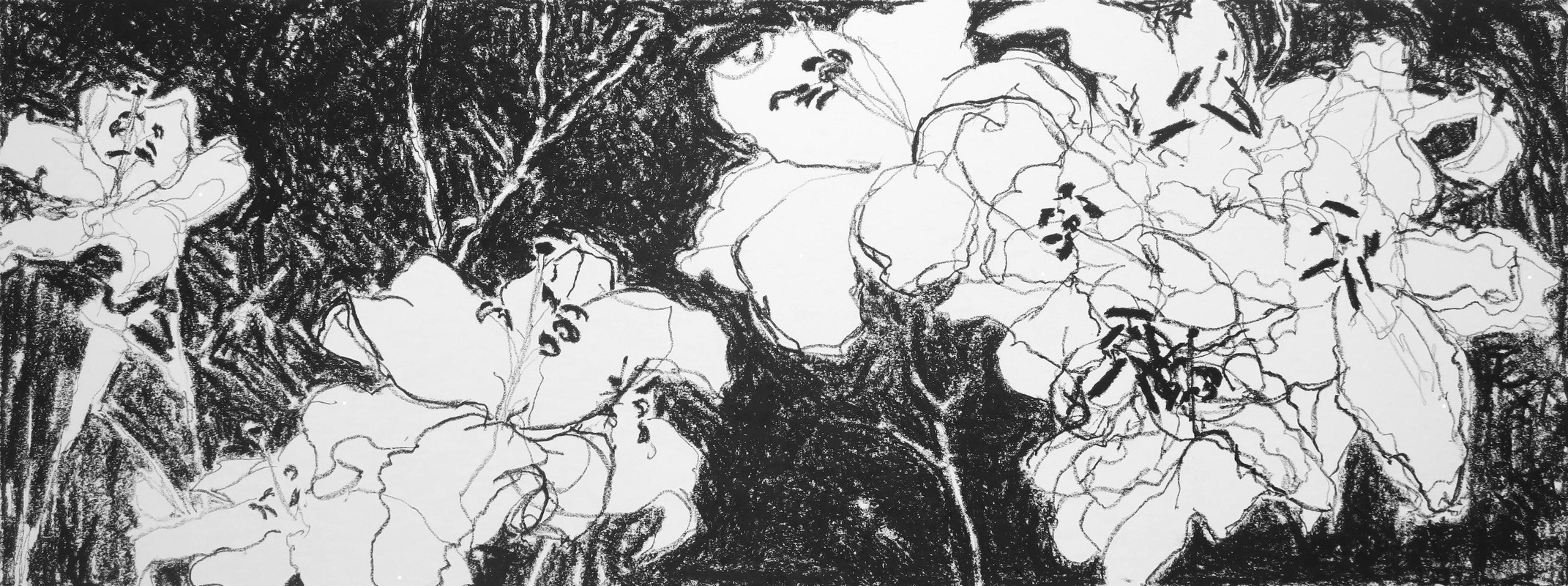 Lilies Unfolding #2