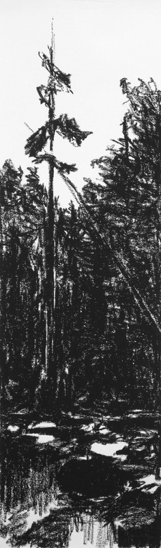 Leaning Tree at Lynn Creek