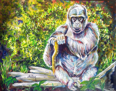 Kwame - Silverback Seattle Zoo