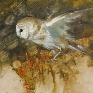 Barn Owl