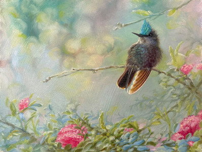 Colibri Foufou