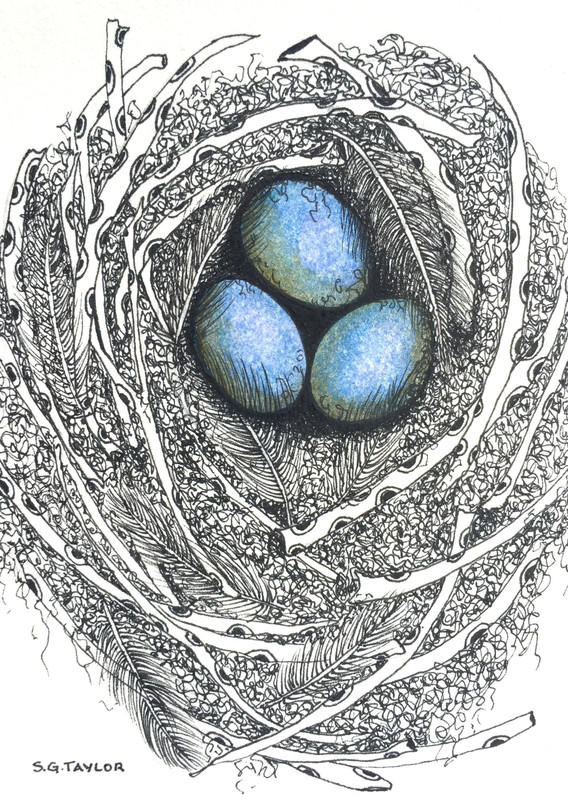 Small Nest for an Oologist