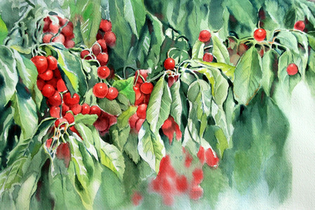 Robies of the Okanagan