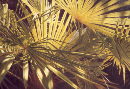 Golden Palm
