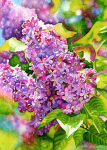 Lilacs in the Sun