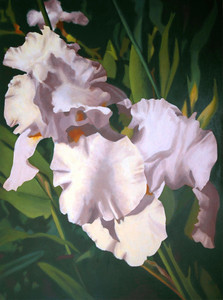 White Iris#2