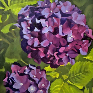 Bright Hydrangeas