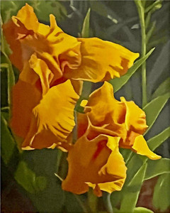 Gold Iris