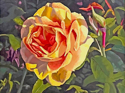 Peach Rose