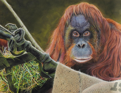Majestic Male Orangutan