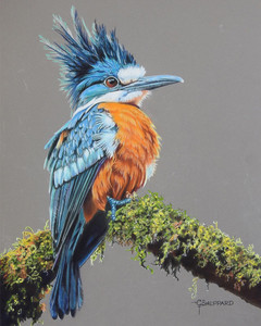 Belted King Fisher