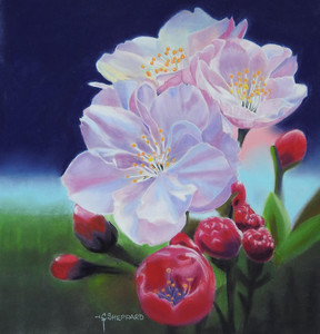 Apple Blossoms