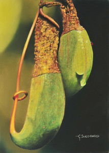 Pitcher Plant