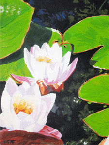 Water lilies in the Grove