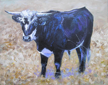 Little Black Steer