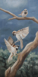 Sparring Sparrows