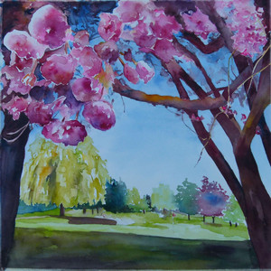 Cherry Blossoms