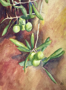 Olive Branch
