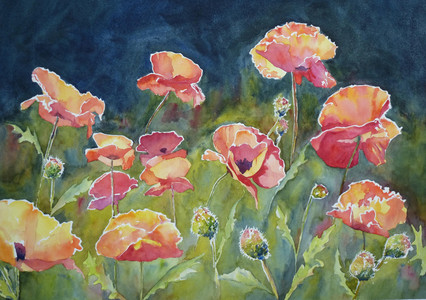 Poppies!!