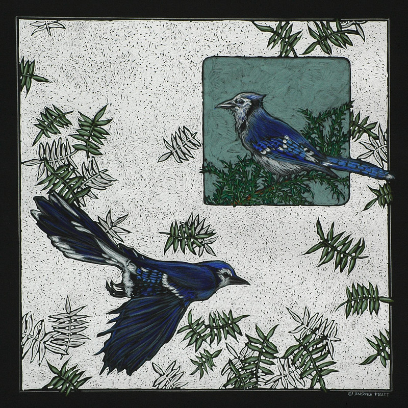 Flight and Feather: Blue Jay
