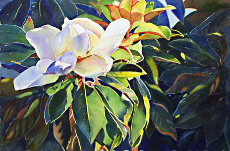 Magnolia