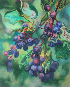 Saskatoons