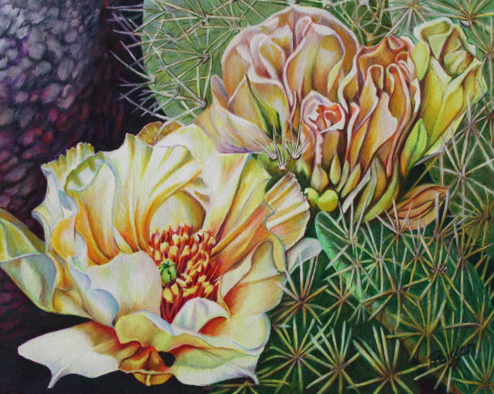 Prickly Pear In Bloom