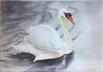 Salisbury Swan
