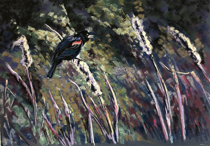 Redwing blackbird