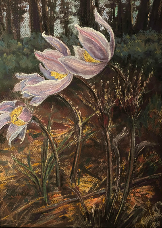 4 Crocus