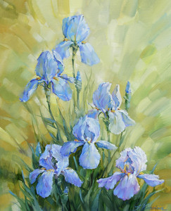 Irises