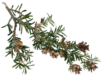 Honourable Mention: Western Hemlock - Tsuga heterophylla