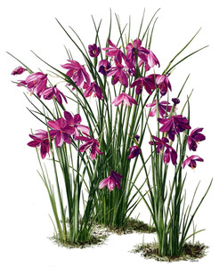 Satinflowers - Olsynium douglasii