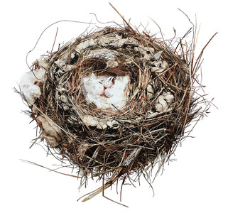 First Place: Abandoned: Barn Swallow Nest