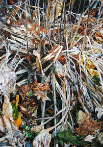 End of Season - Hosta and Leaves