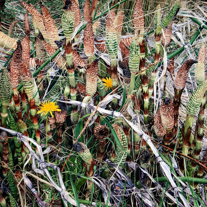 Chrysalids - Emerging Horsetails (Equisetum arvense)