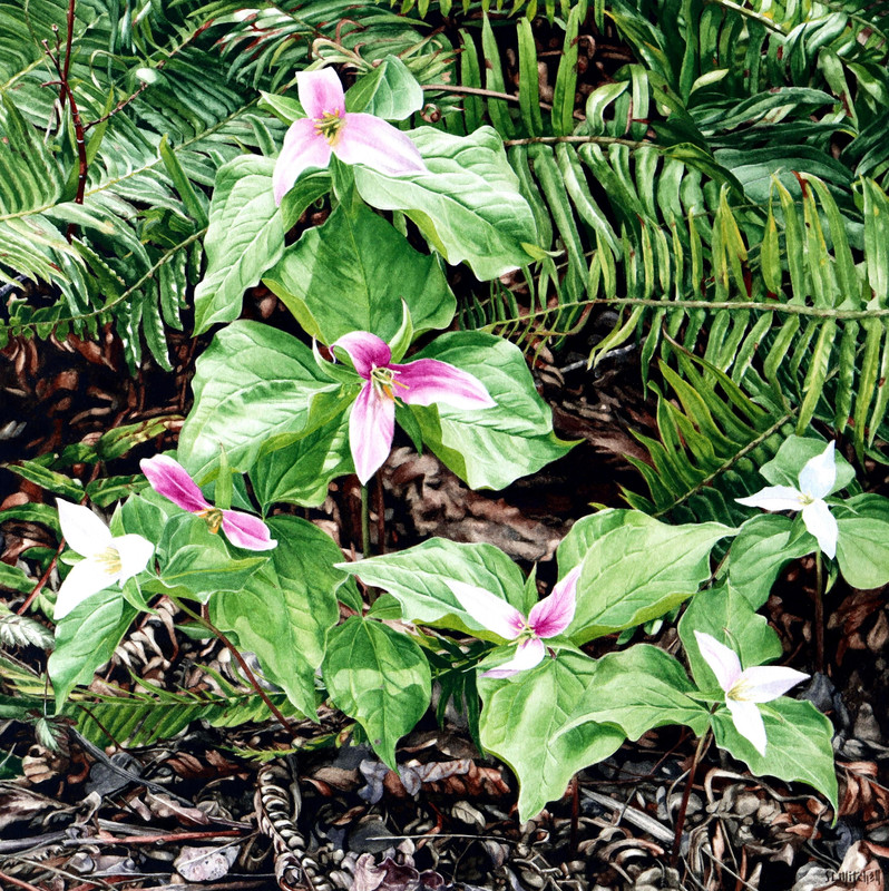 Seven Sisters: Western Trilliums - Trillium ovatum