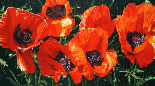 Scarlet Interface - Oriental Red Poppies