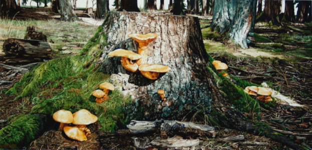 Regrowth - Golden Mushrooms on Douglas-fir Stump