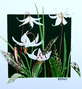 White Fawn Lilies