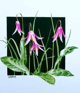 Pink Fawn Lilies