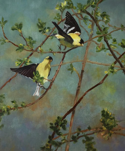 American Goldfinches at Maplewood Flats