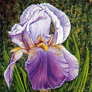 bearded iris