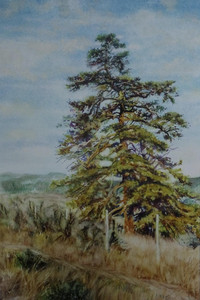 high plains fir