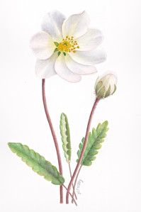 Mountain Avens, Northwest Territory