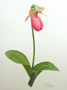 Lady's Slipper