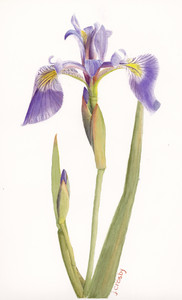 Blue Flag Iris, Quebec