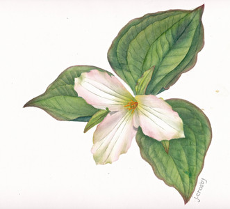 White Trillium, Ontario