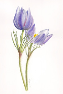 Prairie Crocus, Manitoba