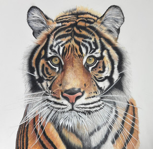 Sumatran Tiger